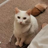 (Category: ) located in . Submitted by nopawblems (Listing ID 1384545886, Image 1). Description: .