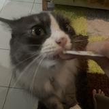 (Category: ) located in . Submitted by tamatation (Listing ID 1092337283, Image 1). Description: .