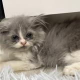 (Category: ) located in . Submitted by kittycatkitty (Listing ID 1380182057, Image 1). Description: .