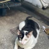 （分類：）位於 。 由 chiuyzyan 提交（商品編號 1108100001，圖片 1）。簡介： 。