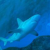 (Category: ) located in . Submitted by janshark (Listing ID 1320654595, Image 1). Description: .