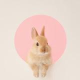 (Category: ) located in . Submitted by lapin.love (Listing ID 1249026102, Image 1). Description: .