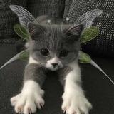 (Category: ) located in . Submitted by ashl3yjoyy (Listing ID 1379488216, Image 1). Description: .