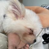 (Category: ) located in . Submitted by donross (Listing ID 1371594816, Image 1). Description: .