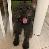 （分類：）位於 。 由 siuooooo 提交（商品編號 1334353531，圖片 1）。簡介： 。