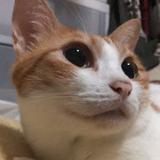 （分類：）位於 。 由 clawclawtoys_hk 提交（商品編號 1224514549，圖片 1）。簡介： 。