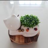 (Category: ) located in . Submitted by sghappyplant (Listing ID 1378181367, Image 1). Description: .