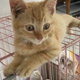 (Kategori: ) berada di . Dikirim oleh amore.stuffs (ID iklan 1372632196, Gambar 1). Deskripsi: .