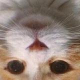 (Category: ) located in . Submitted by xtatx (Listing ID 1323082225, Image 1). Description: .