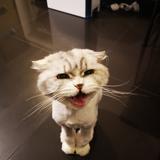 （分類：）位於 。 由 bb_bo 提交（商品編號 1228176662，圖片 1）。簡介： 。