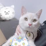 （分類：）位於 。 由 mememomo666 提交（商品編號 1109247469，圖片 1）。簡介： 。