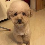 （分類：）位於 。 由 wing421 提交（商品編號 1337254171，圖片 1）。簡介： 。