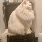 (Category: ) located in . Submitted by chiccun (Listing ID 1456347475, Image 1). Description: .