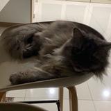 (Category: ) located in . Submitted by she.preloveddd (Listing ID 1363019554, Image 1). Description: .