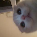 (Category: ) located in . Submitted by t.tiara (Listing ID 1373443868, Image 1). Description: .