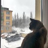(Category: ) located in . Submitted by brutusthecat (Listing ID 1385893763, Image 1). Description: .
