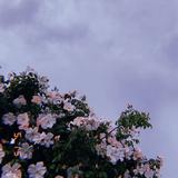 由 yo124._ (刊登 ID 1382100433，圖片 1) 提交，位於 的 (類別：)，說明：。