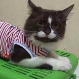 (Kategori: ) berada di . Dikirim oleh ikkuxeva (ID iklan 1360841267, Gambar 1). Deskripsi: .