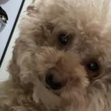 (Category: ) located in . Submitted by hazelxcw (Listing ID 1381019604, Image 1). Description: .