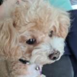 (Category: ) located in . Submitted by bernardlim86 (Listing ID 1382296345, Image 1). Description: .