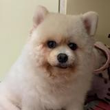 （分類：）位於 。 由 kevinli997 提交（商品編號 1339068260，圖片 1）。簡介： 。