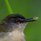 （分類：）位於 。 由 hillwins 提交（商品編號 1376750925，圖片 1）。簡介： 。