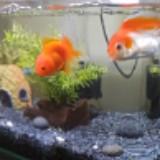 (Category: ) located in . Submitted by mathew001 (Listing ID 1443704945, Image 1). Description: .
