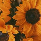 (Category: ) located in . Submitted by lizzieas (Listing ID 1379279568, Image 1). Description: .