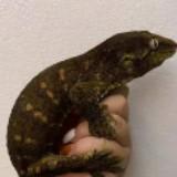 （分類：）位於 。 由 sample668 提交（商品編號 1303580621，圖片 1）。簡介： 。