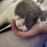 （分類：）位於 。 由 ngating222 提交（商品編號 1386475310，圖片 1）。簡介： 。