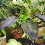 (Category: ) located in . Submitted by nurul_izhar (Listing ID 1454686469, Image 1). Description: .