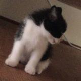 (Category: ) located in . Submitted by user88776655 (Listing ID 1380384545, Image 1). Description: .