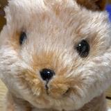 （分類：）位於 。 由 kathywww 提交（商品編號 1363858441，圖片 1）。簡介： 。
