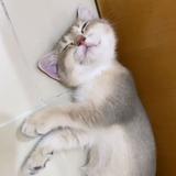 （分類：）位於 。 由 qutipie 提交（商品編號 1348290885，圖片 1）。簡介： 。