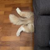 (Category: ) located in . Submitted by cl_16 (Listing ID 1362552025, Image 1). Description: .