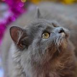 (Category: ) located in . Submitted by astro-cat (Listing ID 1445875922, Image 1). Description: .
