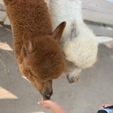 （分類：）位於 。 由 husky_128 提交（商品編號 1326673935，圖片 1）。簡介： 。