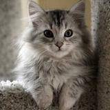 (Category: ) located in . Submitted by mamadaisy (Listing ID 1230004205, Image 1). Description: .