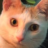 由 realchris (刊登 ID 1382203898，圖片 1) 提交，位於 的 (類別：)，說明：。
