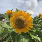 （分類：）位於 。 由 he00567738 提交（商品編號 1144891950，圖片 1）。簡介： 。