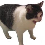 (Category: ) located in . Submitted by caebbo (Listing ID 1277691211, Image 1). Description: .