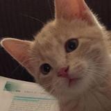 (Category: ) located in . Submitted by isaa_na (Listing ID 1331794725, Image 1). Description: .