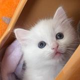 (分類:)位於 。 由 zzz_sleepy 提交(商品編號 1462740875,圖片 1)。簡介: 。