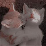 (Category: ) located in . Submitted by sheepye (Listing ID 1436276777, Image 1). Description: .