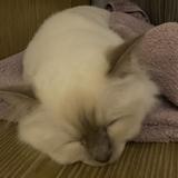 （分類：）位於 。 由 tomklli866 提交（商品編號 1280877841，圖片 1）。簡介： 。