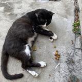(Category: ) located in . Submitted by boonkengcat (Listing ID 1377717112, Image 1). Description: .