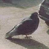 (Category: ) located in . Submitted by mislaz (Listing ID 1244921894, Image 1). Description: .