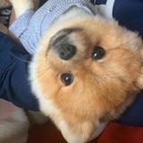 （分類：）位於 。 由 sooochilllife 提交（商品編號 1381883832，圖片 1）。簡介： 。