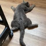 (Category: ) located in . Submitted by qasehaniesha (Listing ID 1336511353, Image 1). Description: .