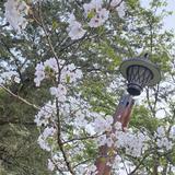由 yuejen (刊登 ID 1380154445，圖片 1) 提交，位於 的 (類別：)，說明：。